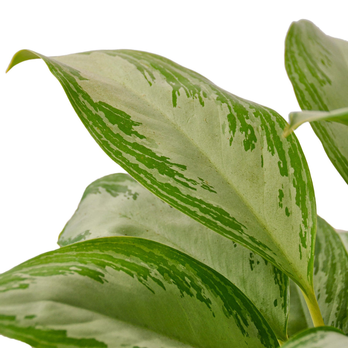 Chinese Evergreen 'Silver Bay' 4” NURSERY POT ONLY