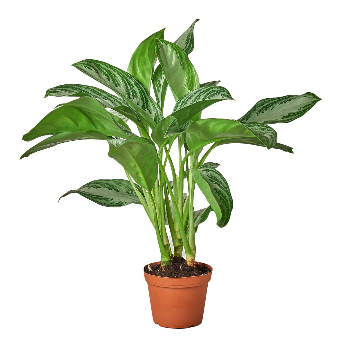Chinese Evergreen 'Silver Bay' 4” NURSERY POT ONLY