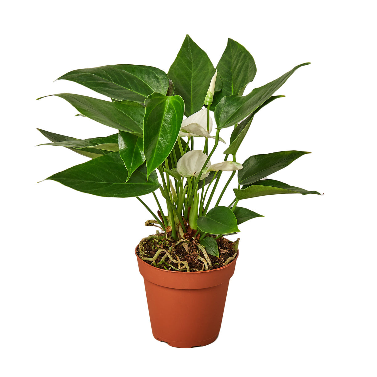 Anthurium 'White' 4” NURSERY POT ONLY
