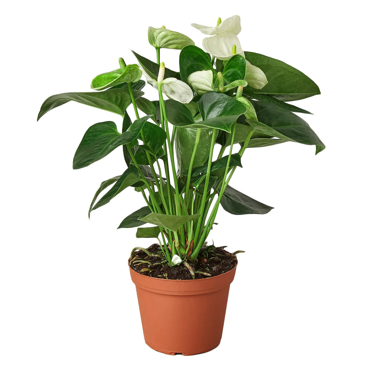 Anthurium 'White' 4” NURSERY POT ONLY