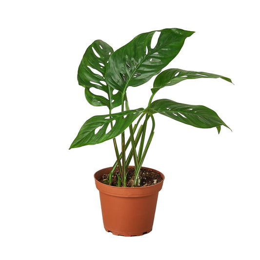 Monstera Adansonii 'Swiss Cheese' 4” NURSERY POT ONLY