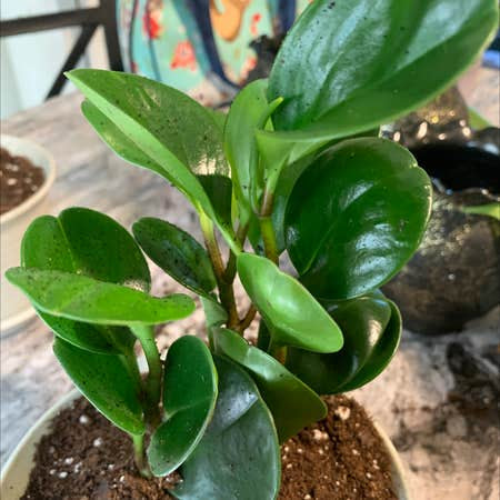 Peperomia Thailand 4” NURSERY POT ONLY