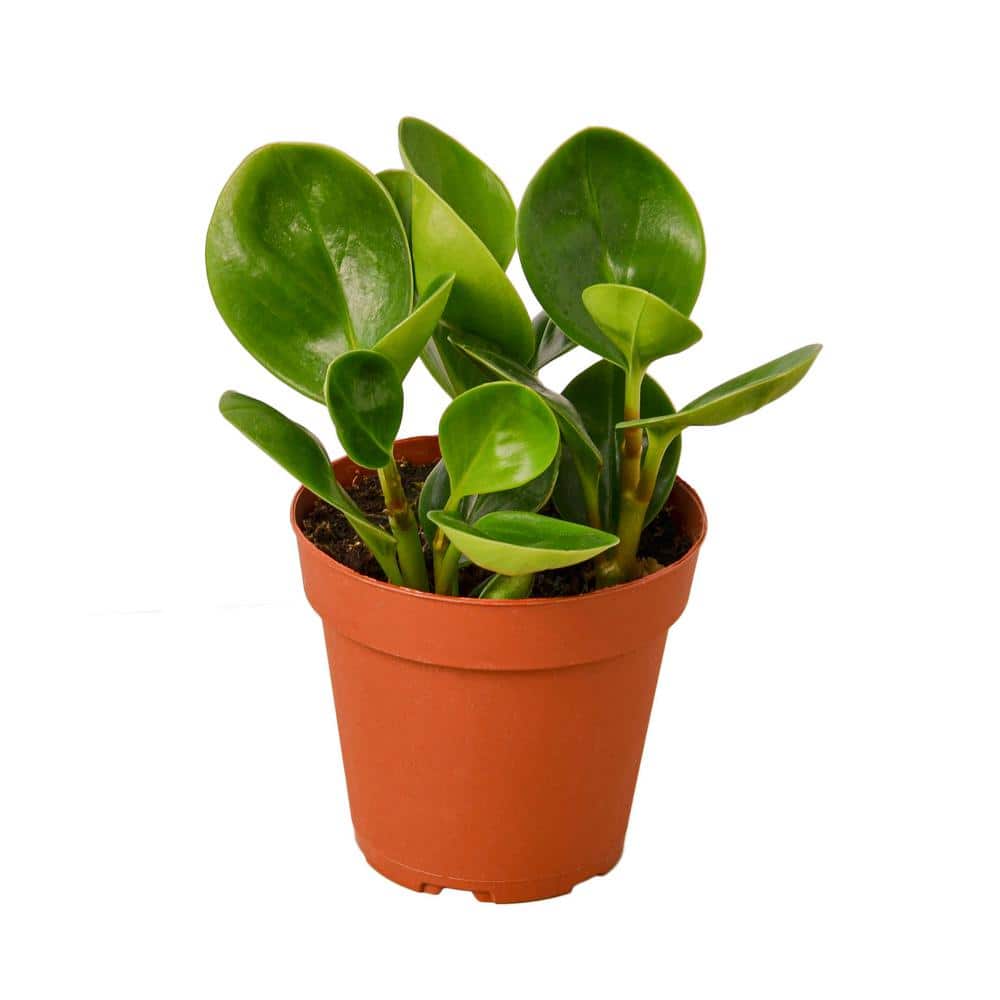 Peperomia Thailand 4” NURSERY POT ONLY