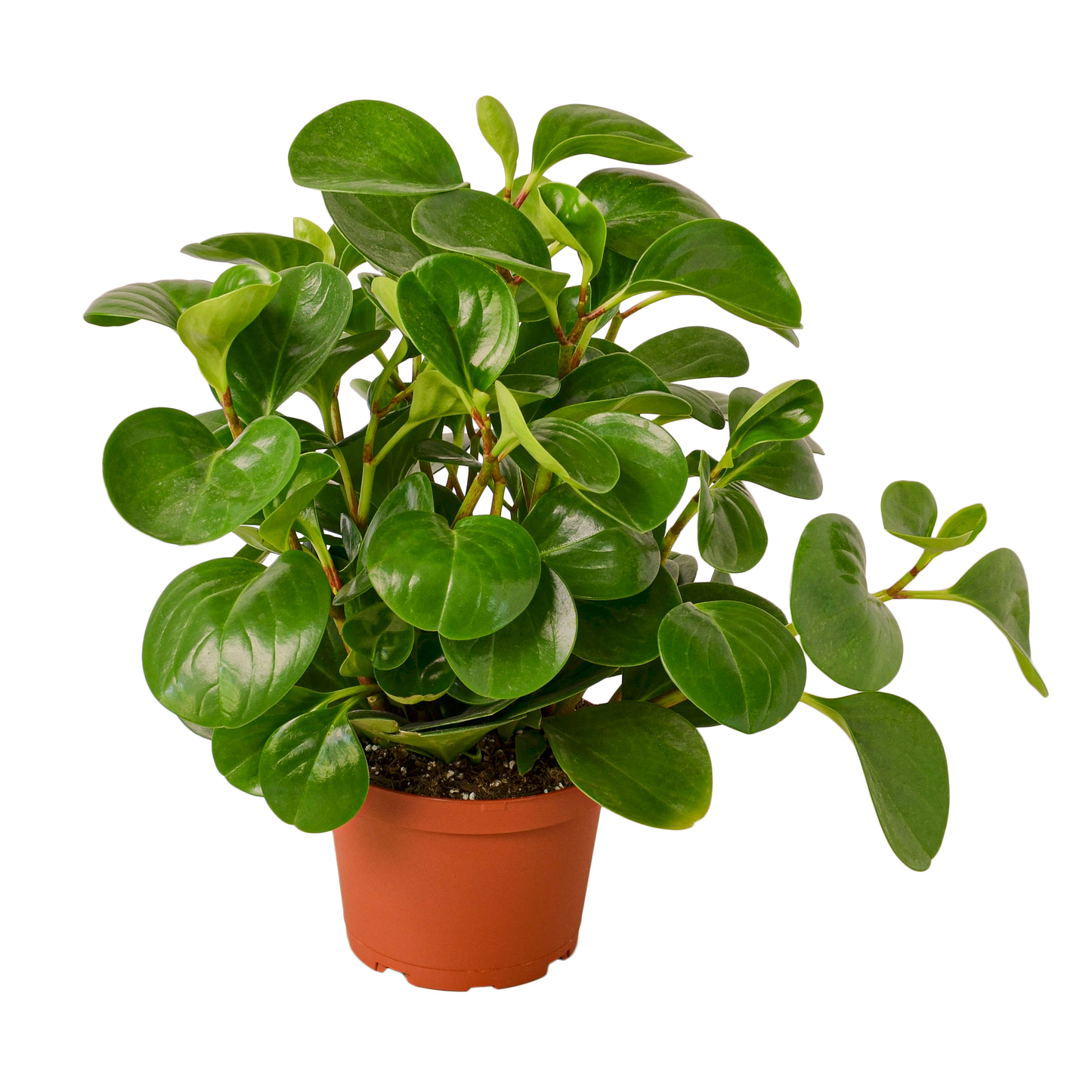Peperomia Thailand 4” NURSERY POT ONLY