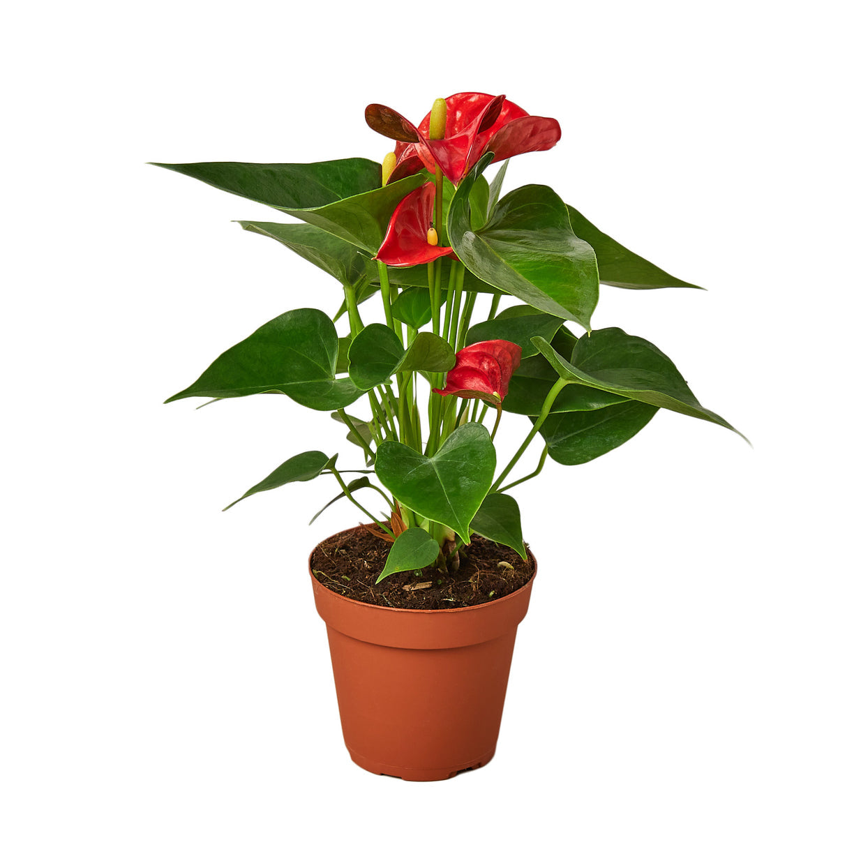 Anthurium 'Red' 4” NURSERY POT ONLY