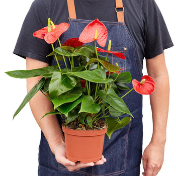 Anthurium 'Red' 4” NURSERY POT ONLY