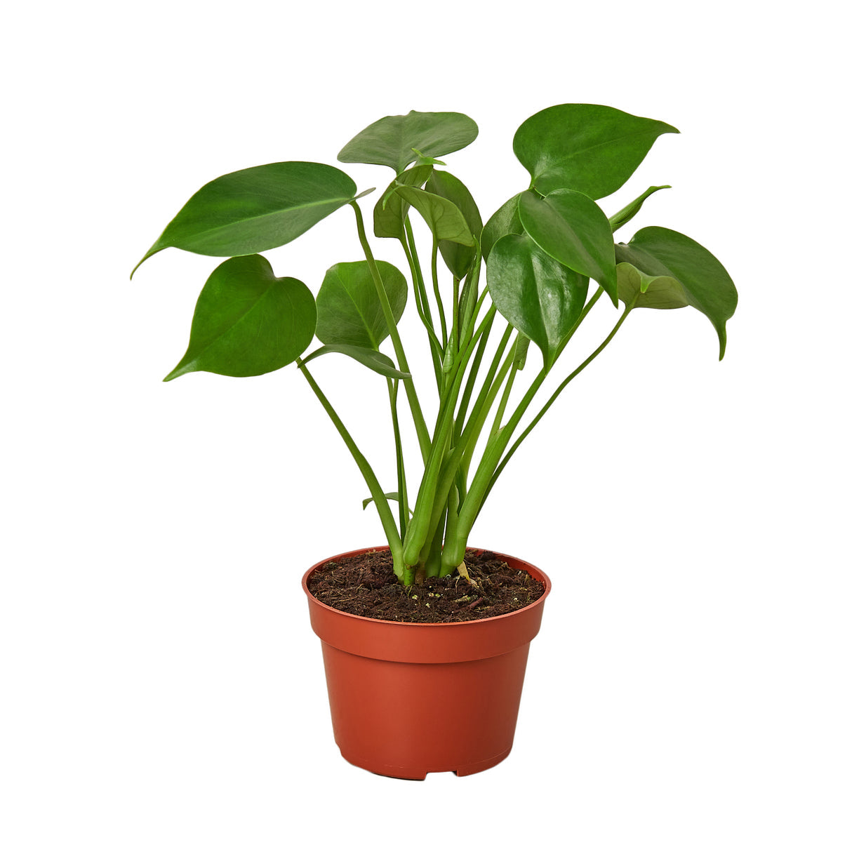 Philodendron Monstera Split-Leaf 4” NURSERY POT ONLY