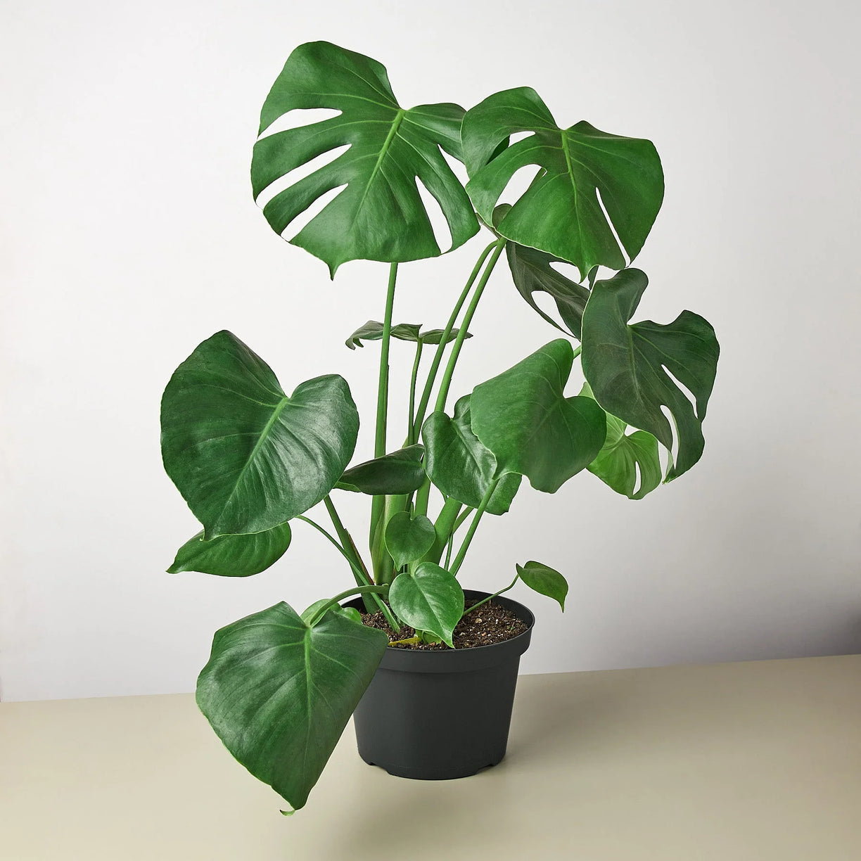 Philodendron Monstera Split-Leaf 4” NURSERY POT ONLY