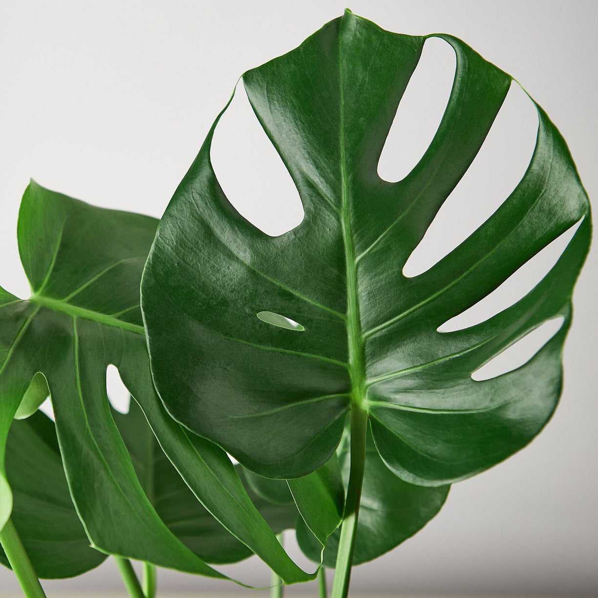 Philodendron Monstera Split-Leaf 4” NURSERY POT ONLY