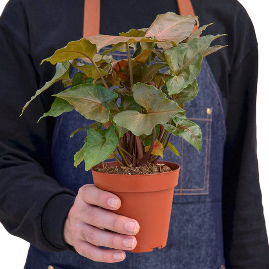 Syngonium Merry 4” NURSERY POT ONLY
