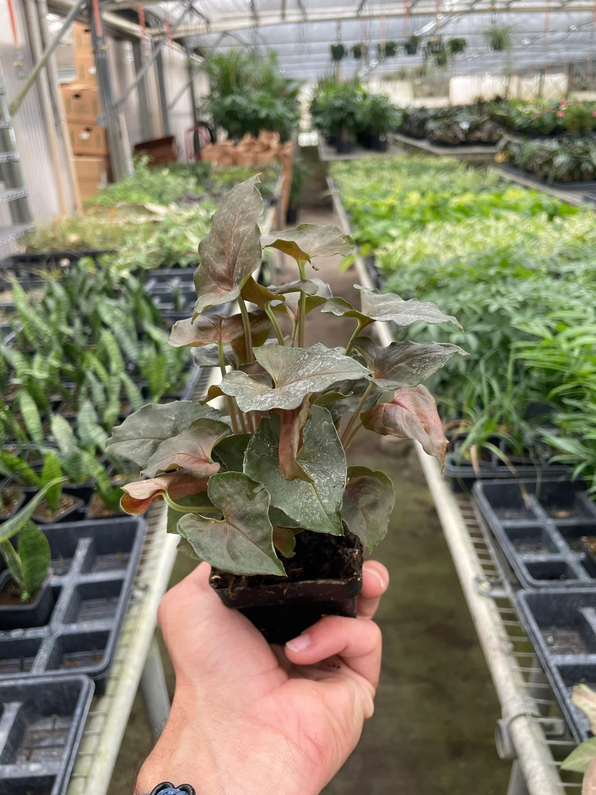 Syngonium Merry 4” NURSERY POT ONLY