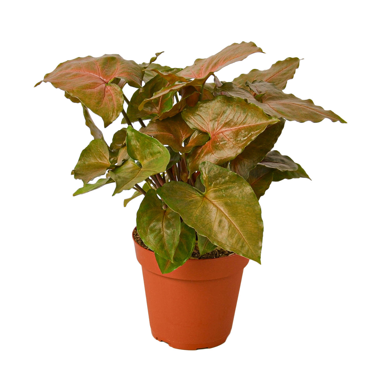 Syngonium Merry 4” NURSERY POT ONLY