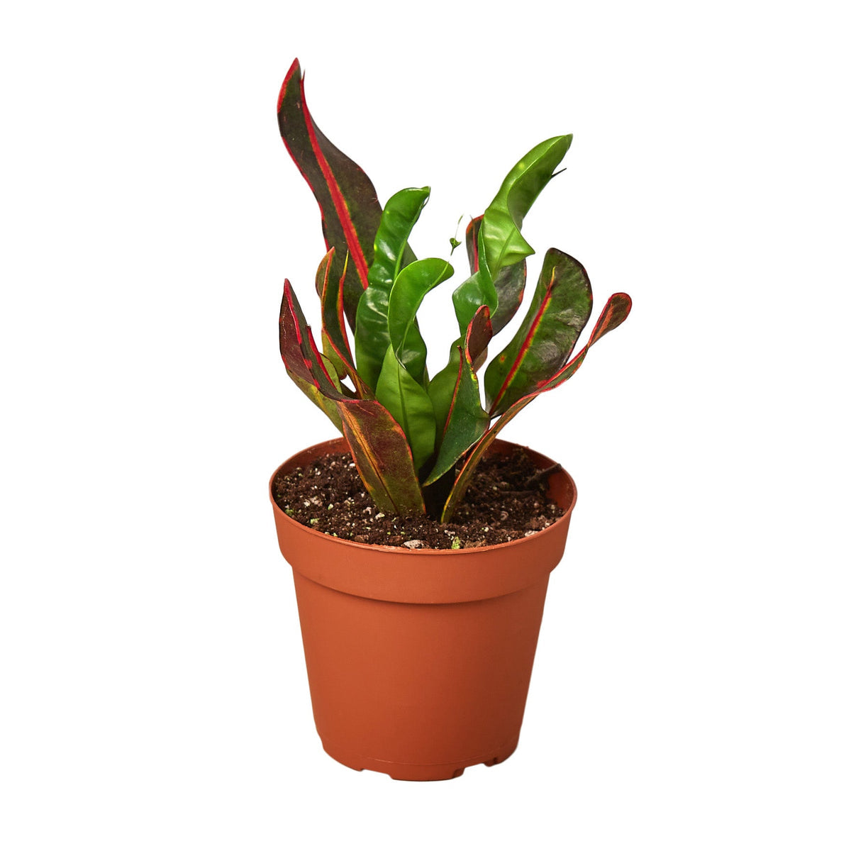 Croton 'Mammy' 4” NURSERY POT ONLY