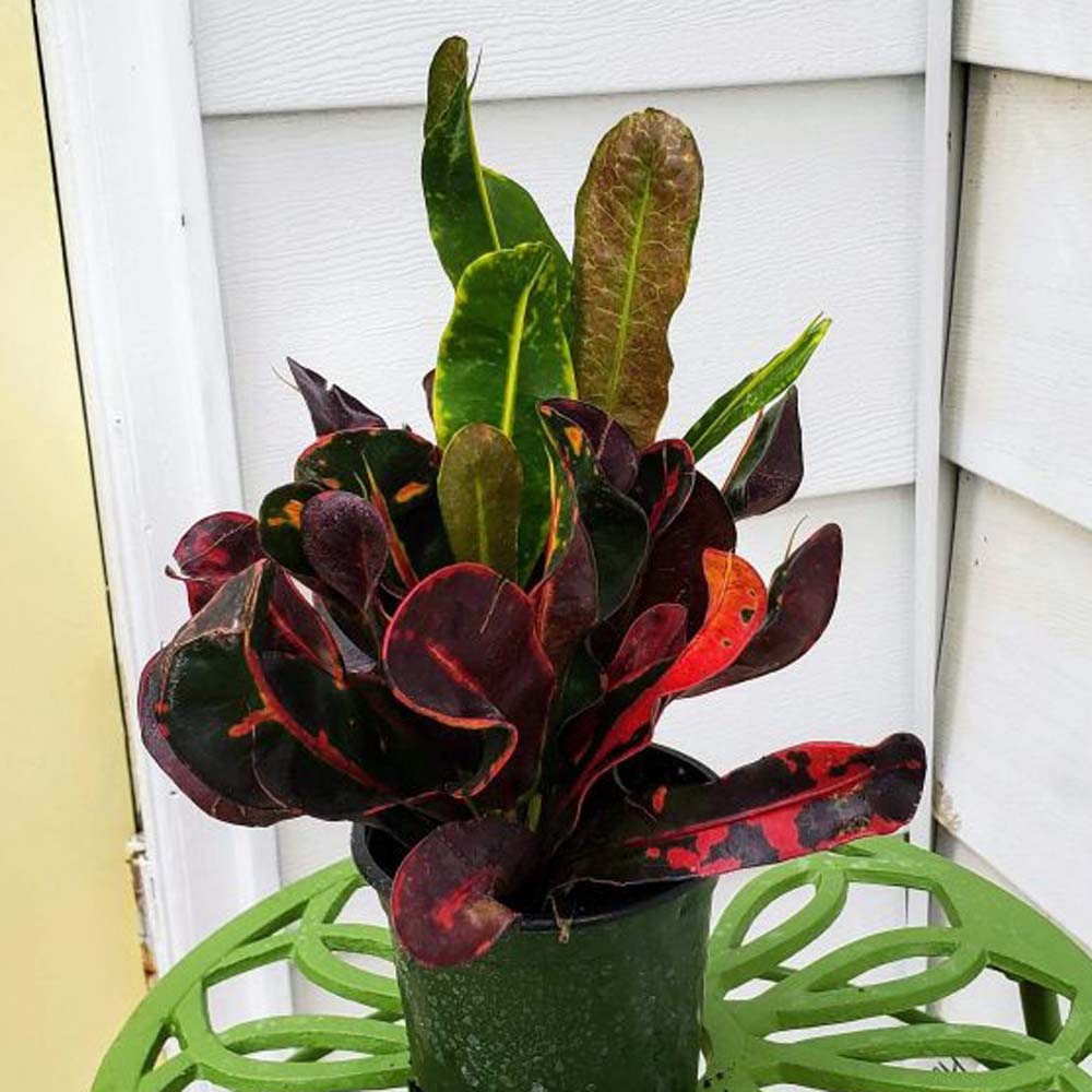 Croton 'Mammy' 4” NURSERY POT ONLY