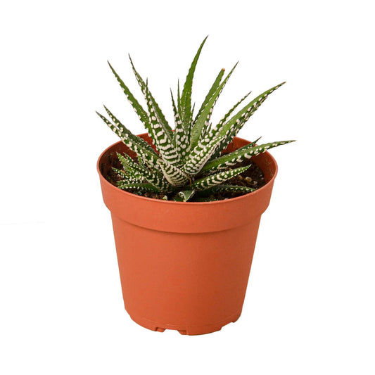 Zebra Succulent 4” NURSERY POT ONLY