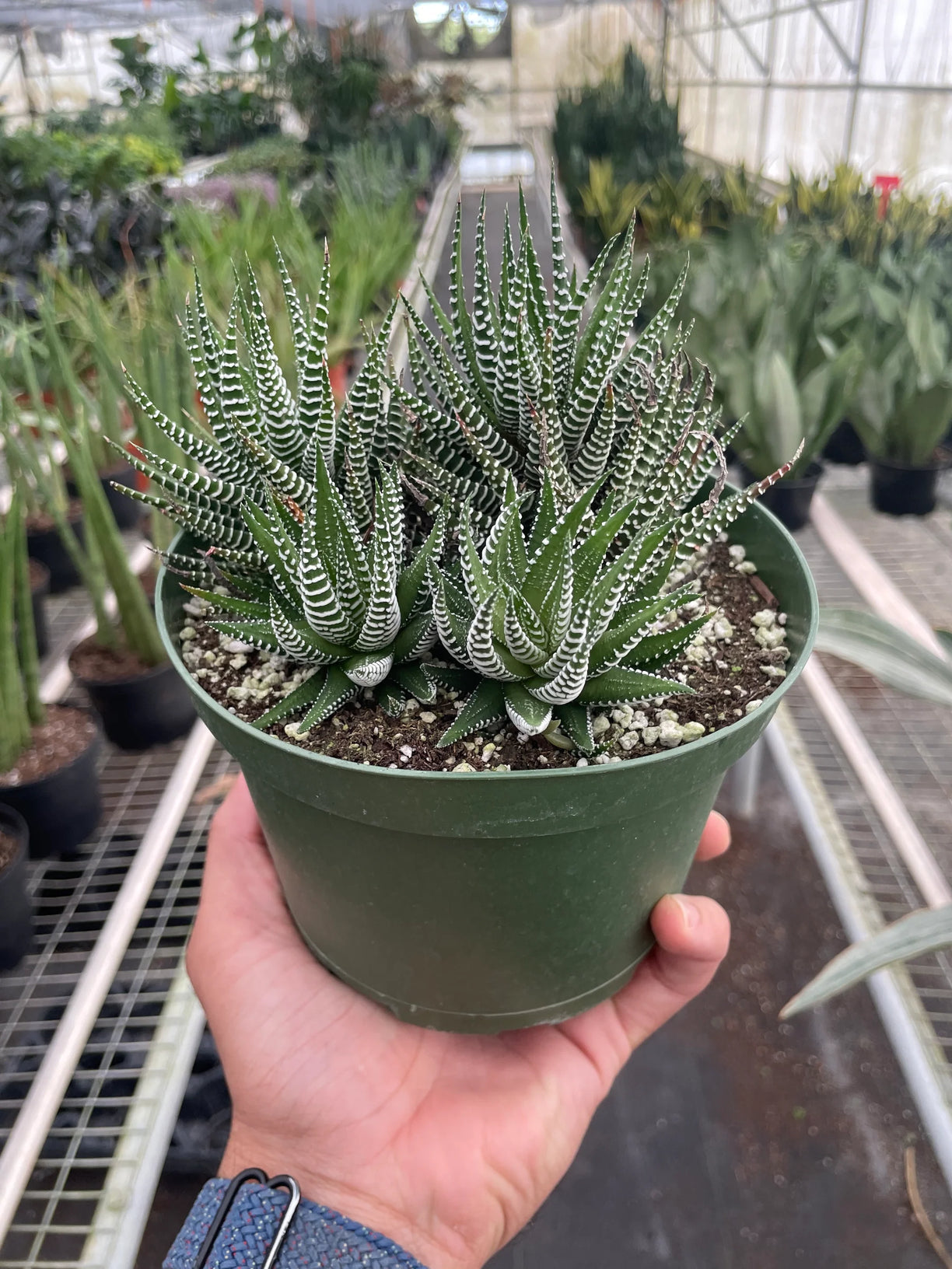 Zebra Succulent 4” NURSERY POT ONLY