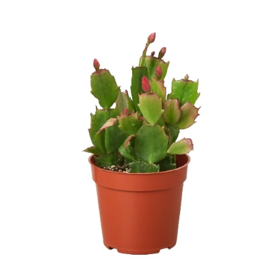 Zygocactus 'Christmas Cactus' 6” NURSERY POT ONLY