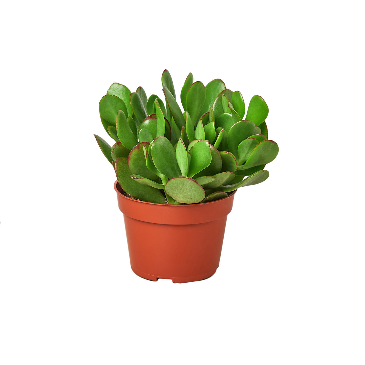 Succulent Crassula 'Jade' 4” NURSERY POT ONLY