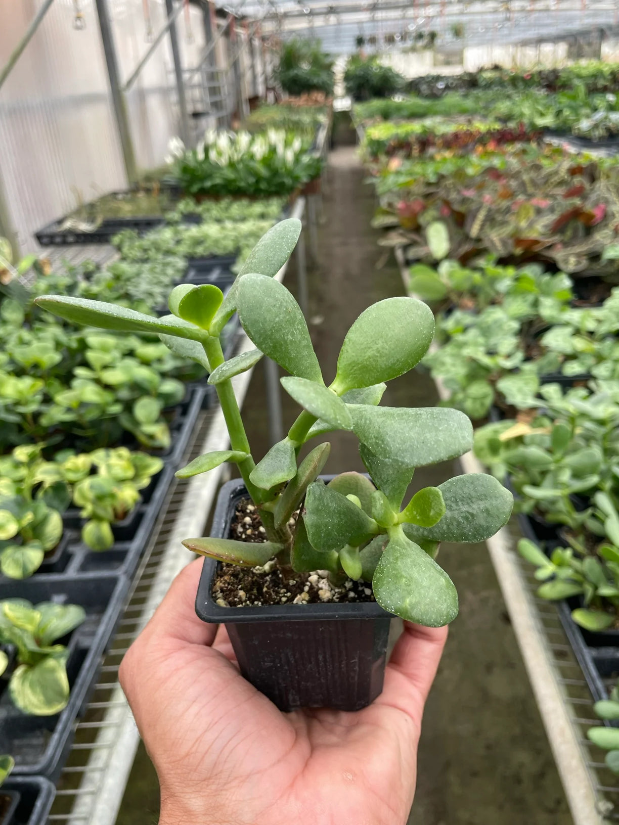 Succulent Crassula 'Jade' 4” NURSERY POT ONLY