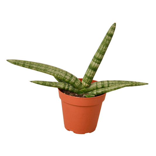 Snake Plant Starfish 6” NURSERY POT ONLY