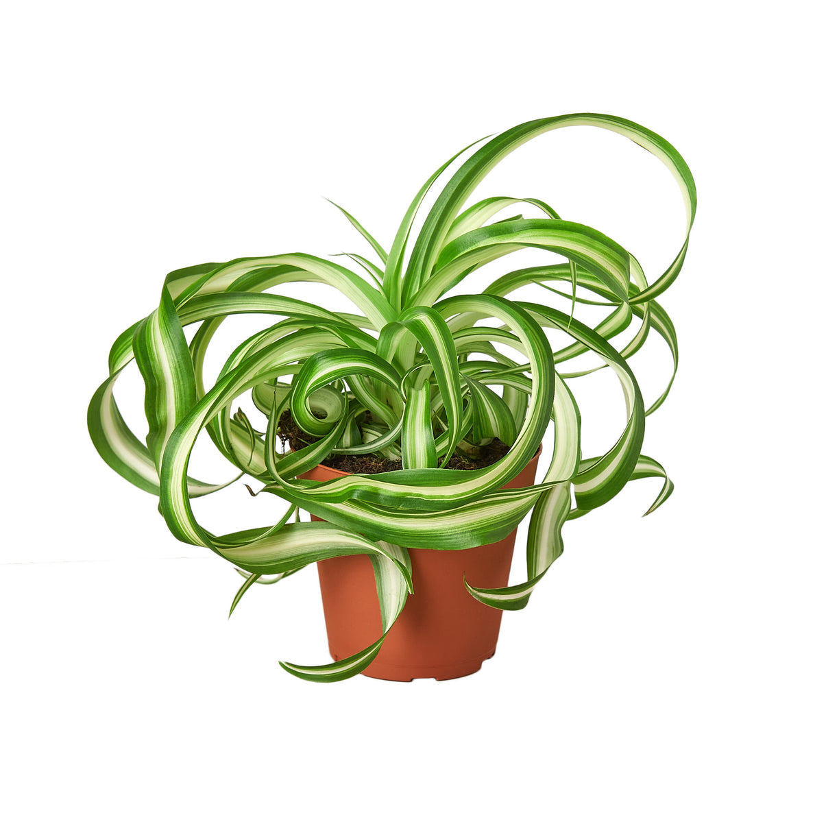Spider Plant 'Bonnie' 4” NURSERY POT ONLY