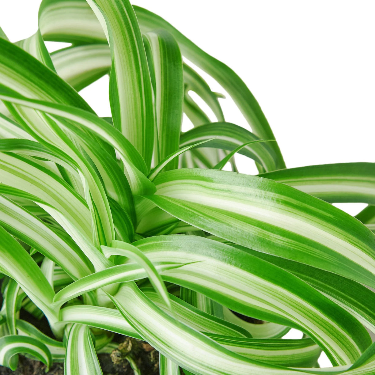 Spider Plant 'Bonnie' 4” NURSERY POT ONLY