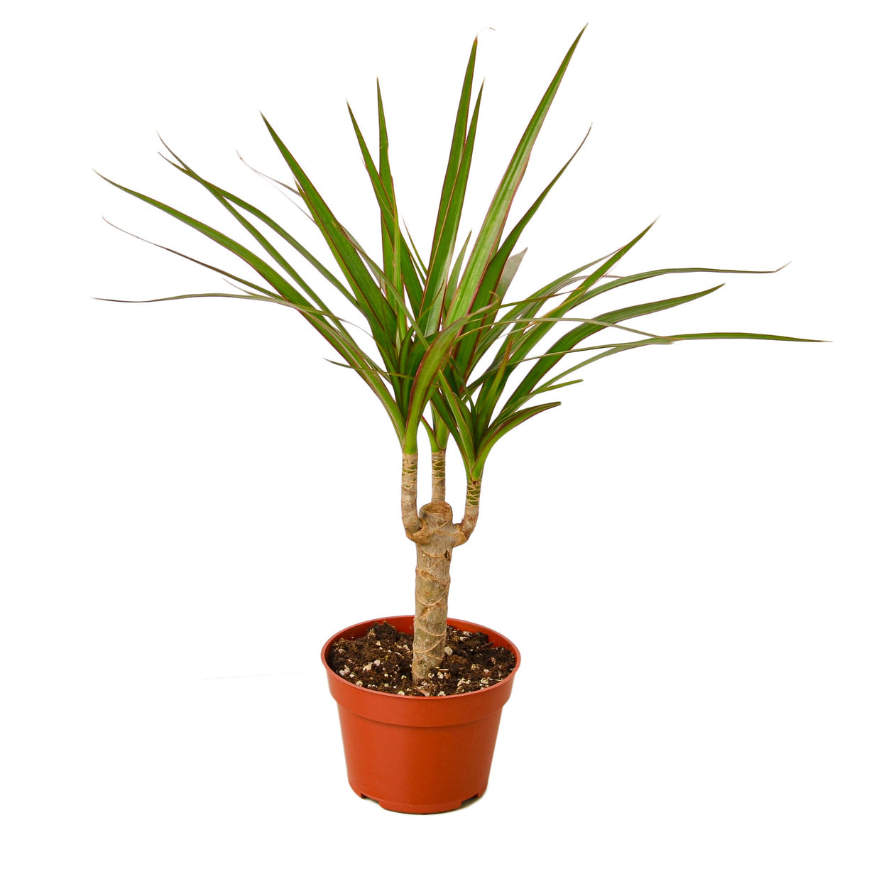 Dracaena Marginata Cane 4” NURSERY POT ONLY