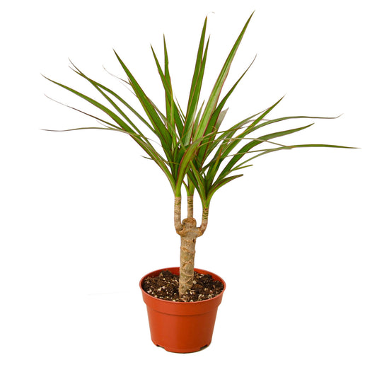Dracaena Marginata Cane 4” NURSERY POT ONLY