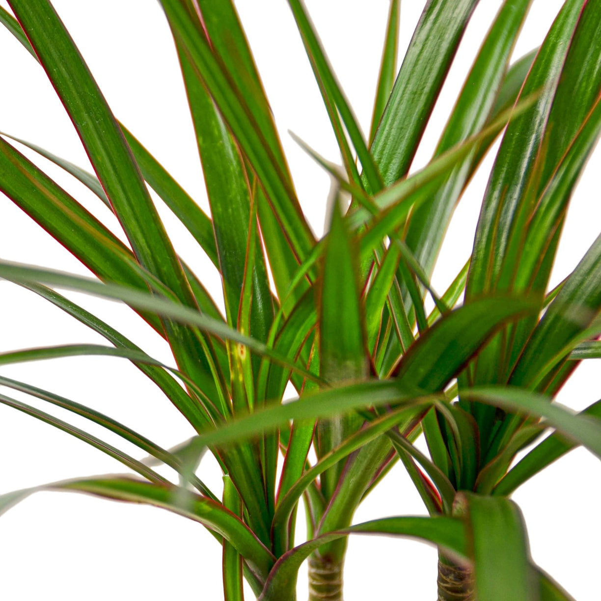 Dracaena Marginata Cane 4” NURSERY POT ONLY