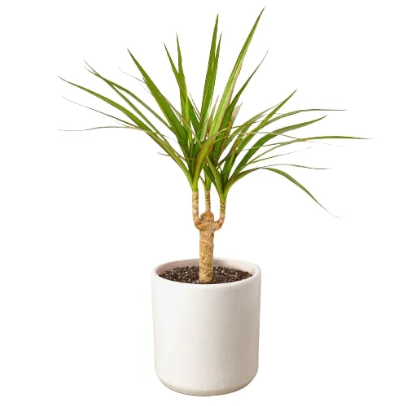 Dracaena Marginata Cane 4” NURSERY POT ONLY