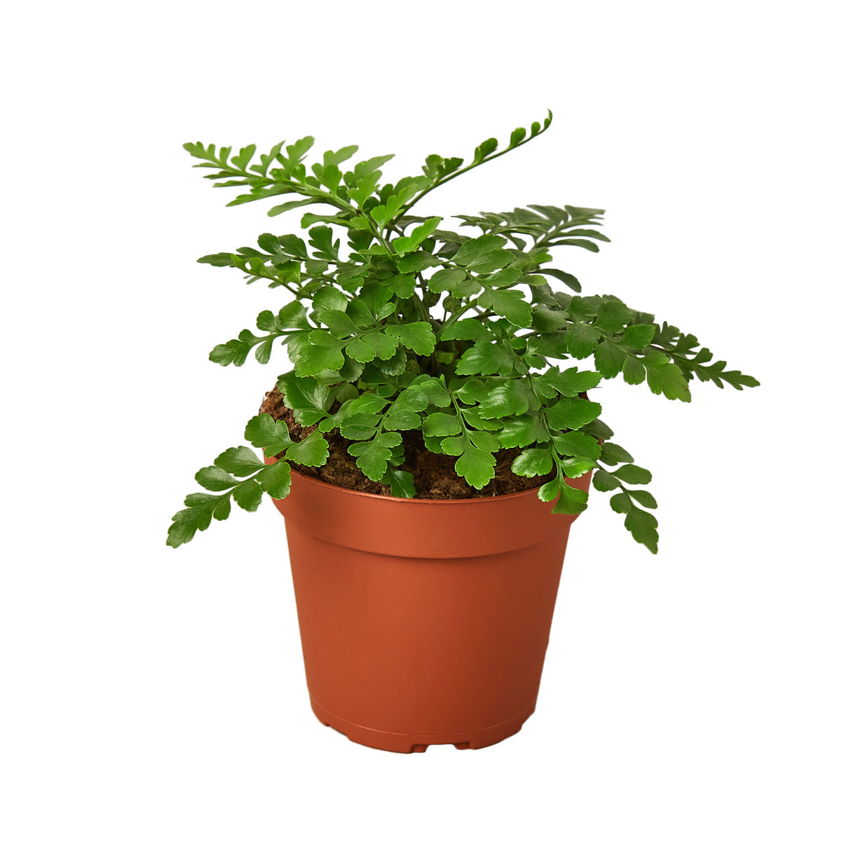 Fern 'Austral Gem' 4” NURSERY POT ONLY