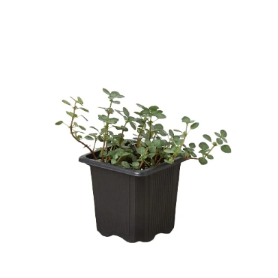 Nettle 'Silver Sparkle' 4” NURSERY POT ONLY
