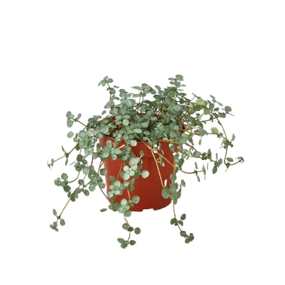 Nettle 'Silver Sparkle' 4” NURSERY POT ONLY