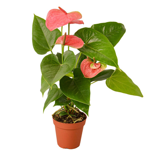 Anthurium 'Pink' - 4" NURSERY POT ONLY