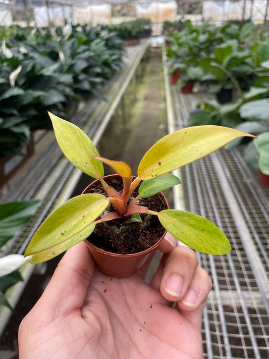 Philodendron 'Orange Marmalade' 2” NURSERY POT ONLY