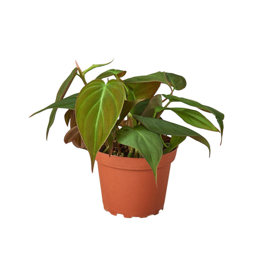 Philodendron 'Velvet' 4” NURSERY POT ONLY