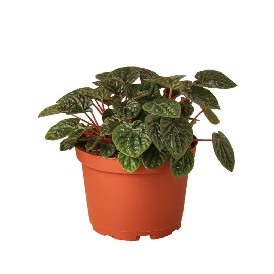Peperomia 'Ripple Red' 6” NURSERY POT ONLY