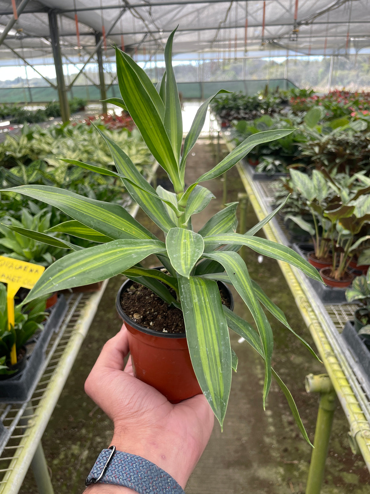 Dracaena 'Song of Jamaica' 4” NURSERY POT ONLY