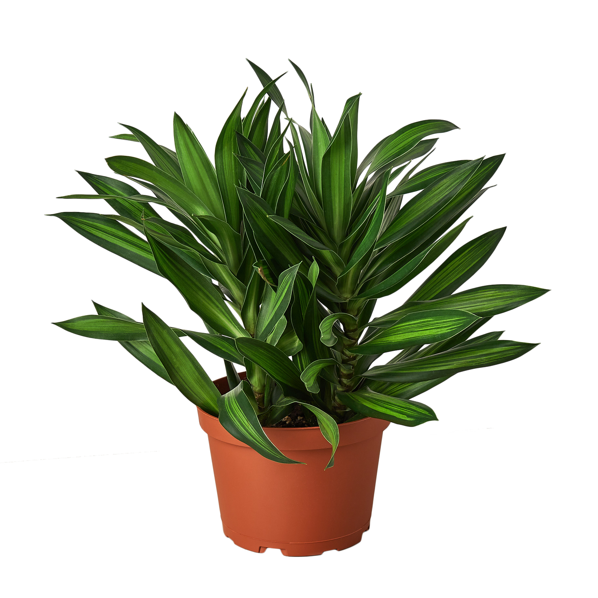 Dracaena 'Song of Jamaica' 4” NURSERY POT ONLY