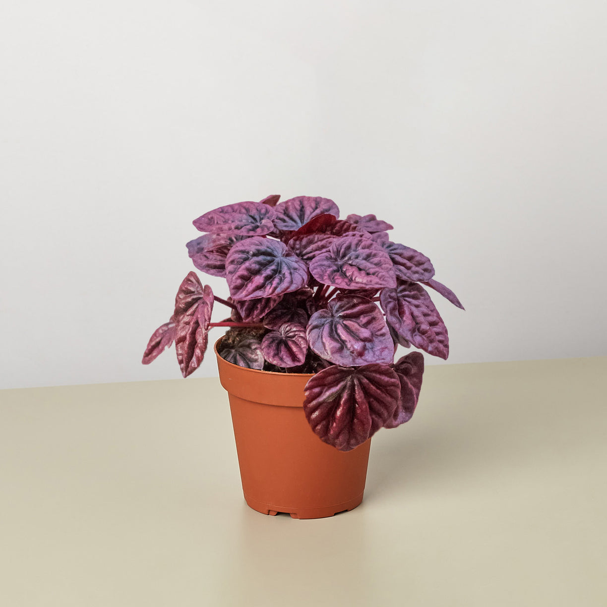 Peperomia 'Ripple Red' 6” NURSERY POT ONLY