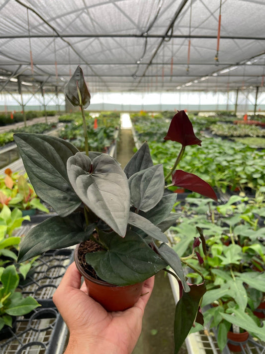 Syngonium 'Red Arrow' 4” NURSERY POT ONLY