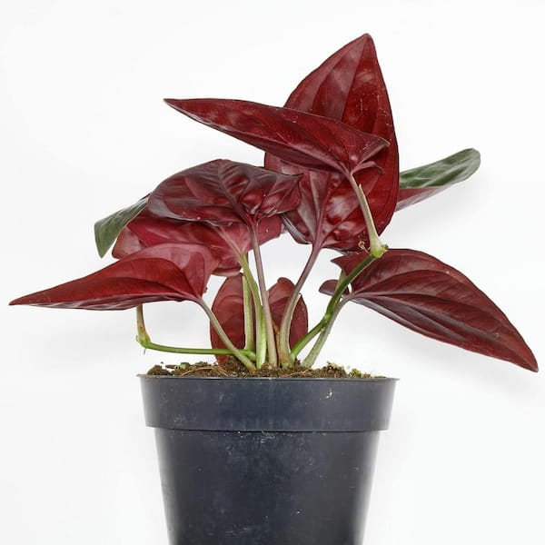 Syngonium 'Red Arrow' 4” NURSERY POT ONLY