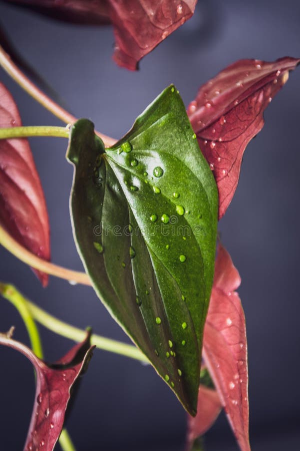 Syngonium 'Red Arrow' 4” NURSERY POT ONLY