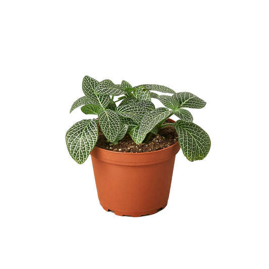 Fittonia 'White Nerve Plant' 3” NURSERY POT ONLY