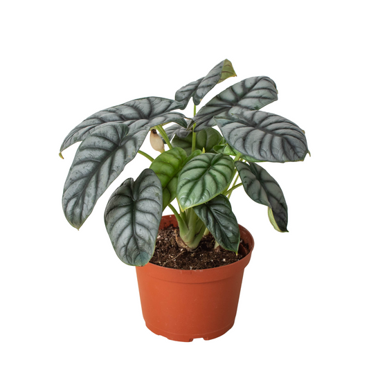 Alocasia Silver Dragon 4” NURSERY POT ONLY