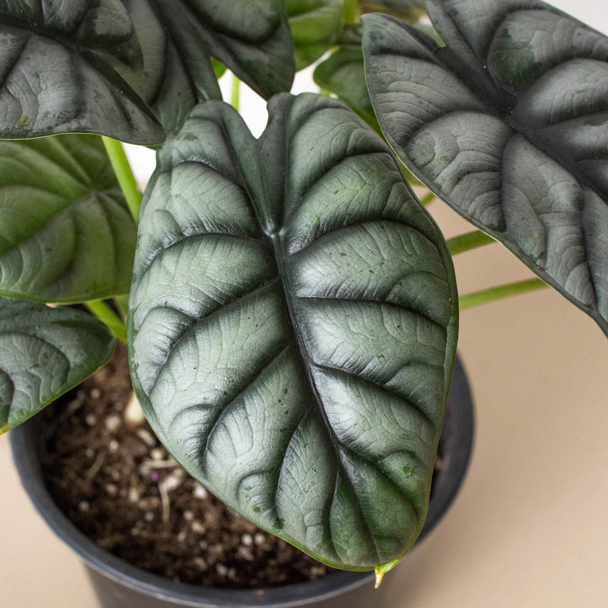 Alocasia Silver Dragon 4” NURSERY POT ONLY