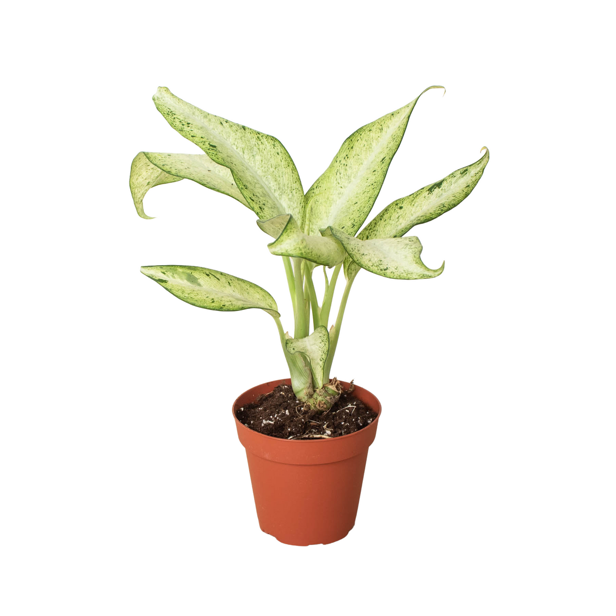 Dieffenbachia 'Camouflage' 4” NURSERY POT ONLY