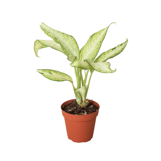 Dieffenbachia 'Camouflage' 4” NURSERY POT ONLY