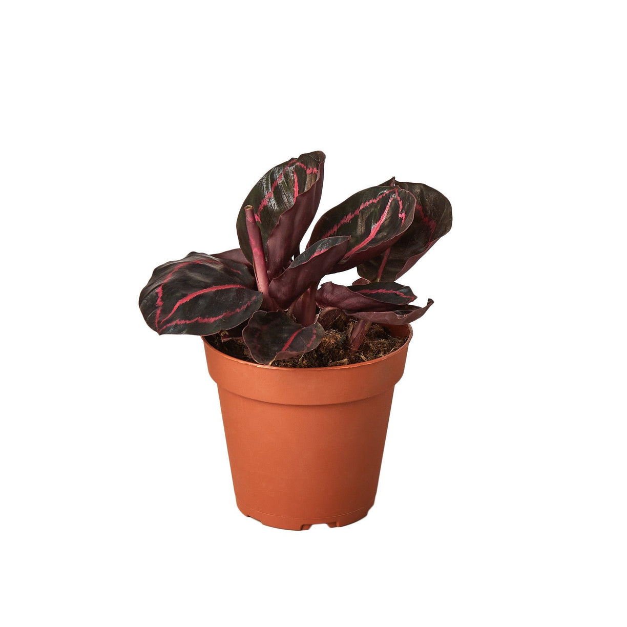 Calathea 'Dottie' 6" NURSERY POT ONLY