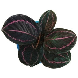Calathea 'Dottie' 6" NURSERY POT ONLY